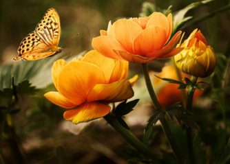 världens sötaste kattunge