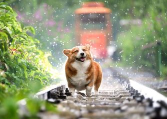 världens fulaste hund