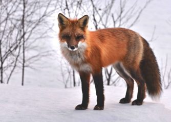 världens sötaste söta katter