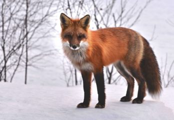 världens sötaste söta katter